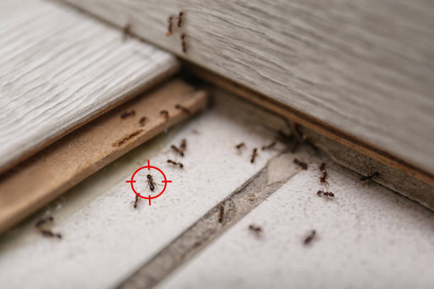 Trusted Kalamazoo, MI Pest Control Experts